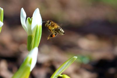 Close-up of bee pollinating on flower