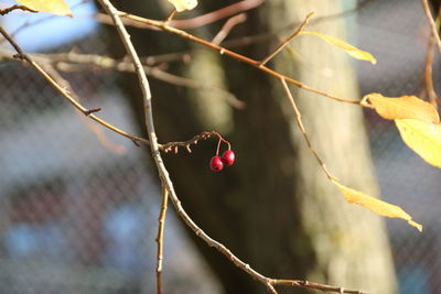 Close-up of berries growing on tree