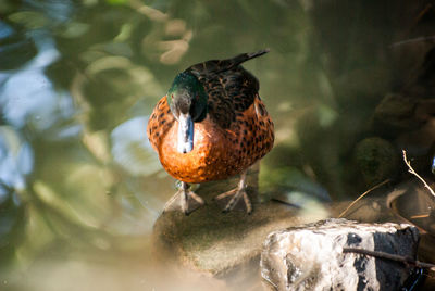 High angle view of bird perching on a lake