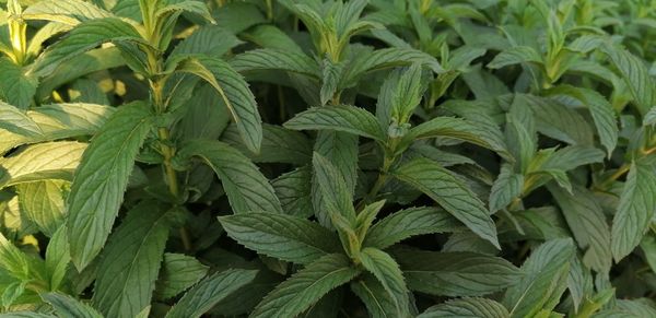 Full frame shot of fresh green plants