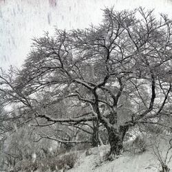 Bare trees against sky