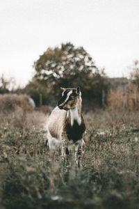 Goat looking away while standing on land