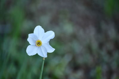 Close-up of white flowering plant