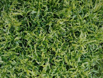 Full frame shot of fresh green plants