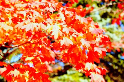 Close-up of red maple tree during autumn