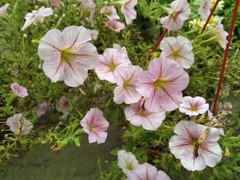 High angle view of pink flowering plants on field