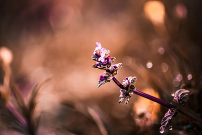 flower