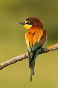 Close-up of bird perching on branch