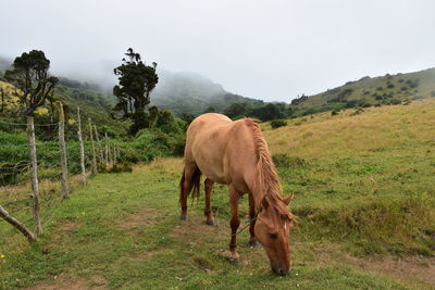 Horse grazing in a field