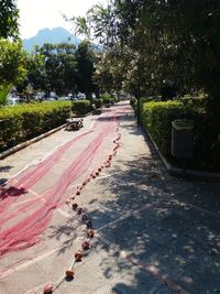 Road amidst trees