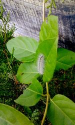 Close-up of fresh green plant