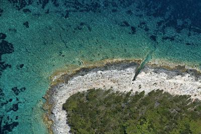 High angle view of an animal on beach