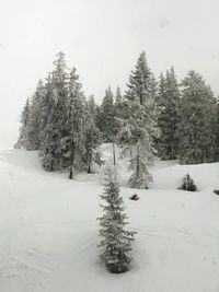 Trees on snow covered landscape