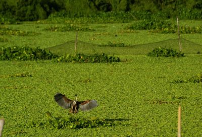 View of a bird on lilies