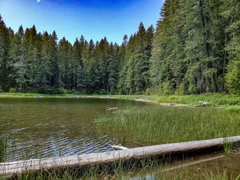 Scenic view of lake in forest against sky