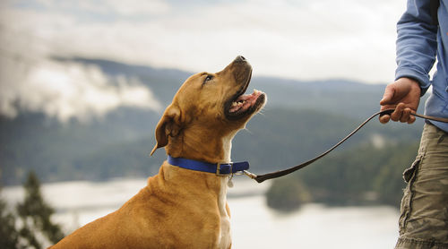 Cropped image of man holding pet leash of dog