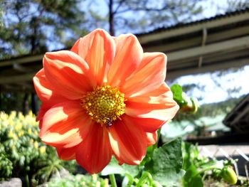 Close-up of fresh orange flower blooming outdoors