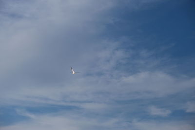 Low angle view of bird flying in sky