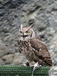 Close-up of owl