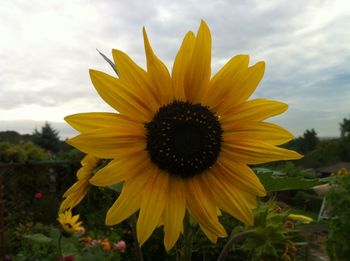 Close-up of yellow sunflower against sky