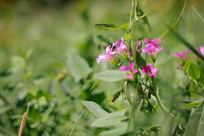 Pink flower in the field - flor cor-de-rosa no campo.