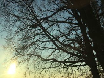 Low angle view of silhouette bare tree against sky