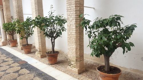 Potted plant against trees