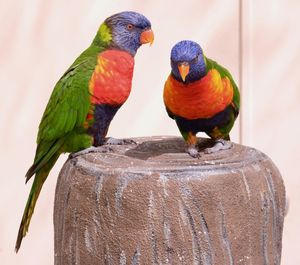 Two birds perching on wood