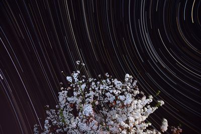 Low angle view of flowering tree against sky at night