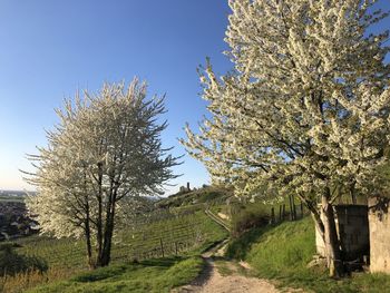 Trees growing on field against clear sky