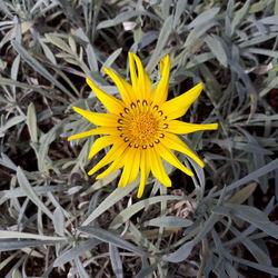 Close-up of yellow flowering plant on field