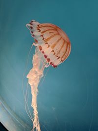 Close-up of jellyfish swimming in los angeles aquarium