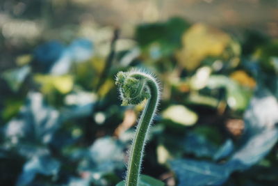 Close-up of dandelion flower