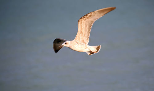 Big white seagull flies with big open wings looking for food