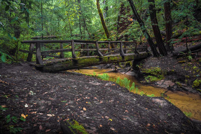 Plants and trees in forest
