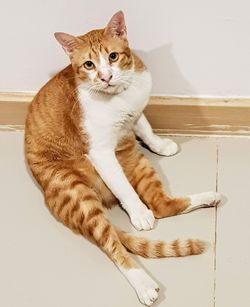 Portrait of cat sitting on floor