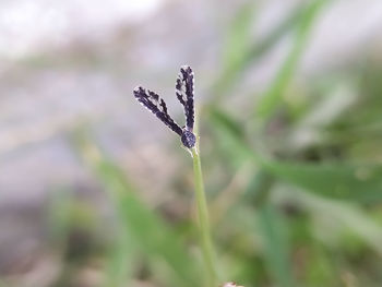 Close-up of snow on plant platyptilia is a genus of moths in the family pterophoridae 