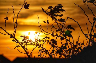 Close-up of silhouette tree against sunset sky