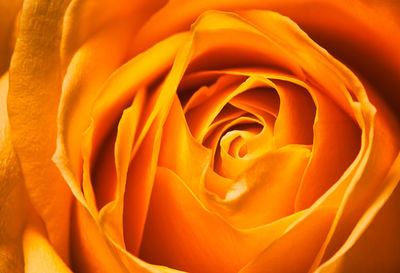 Close-up of orange rose