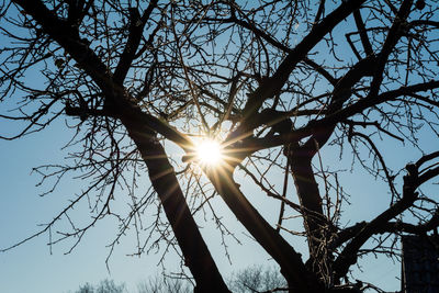 Low angle view of sun shining through silhouette tree