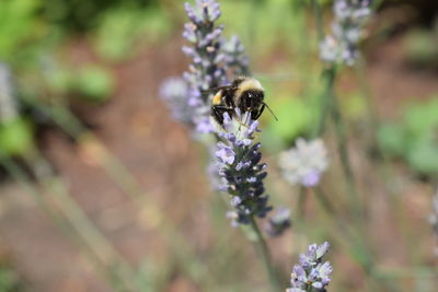 Close-up of bee on flower