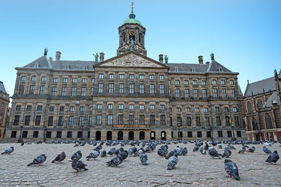 The royal palace and the dam square full of doves in the city center from amsterdam in  netherlands