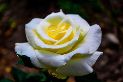 Close-up of white rose