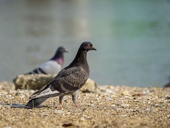 Close-up of bird perching on shore