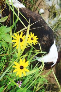 Close-up of yellow flowers