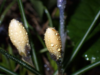 Close-up of water drops on plant