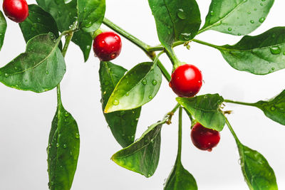 Close-up of red berries growing on tree