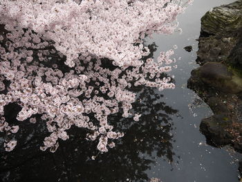 High angle view of pink cherry blossom by lake