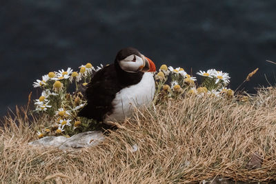 Close-up of bird on field