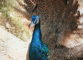 Close-up of peacock